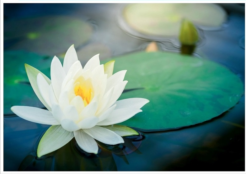 Carte de condoléances "Lotus"